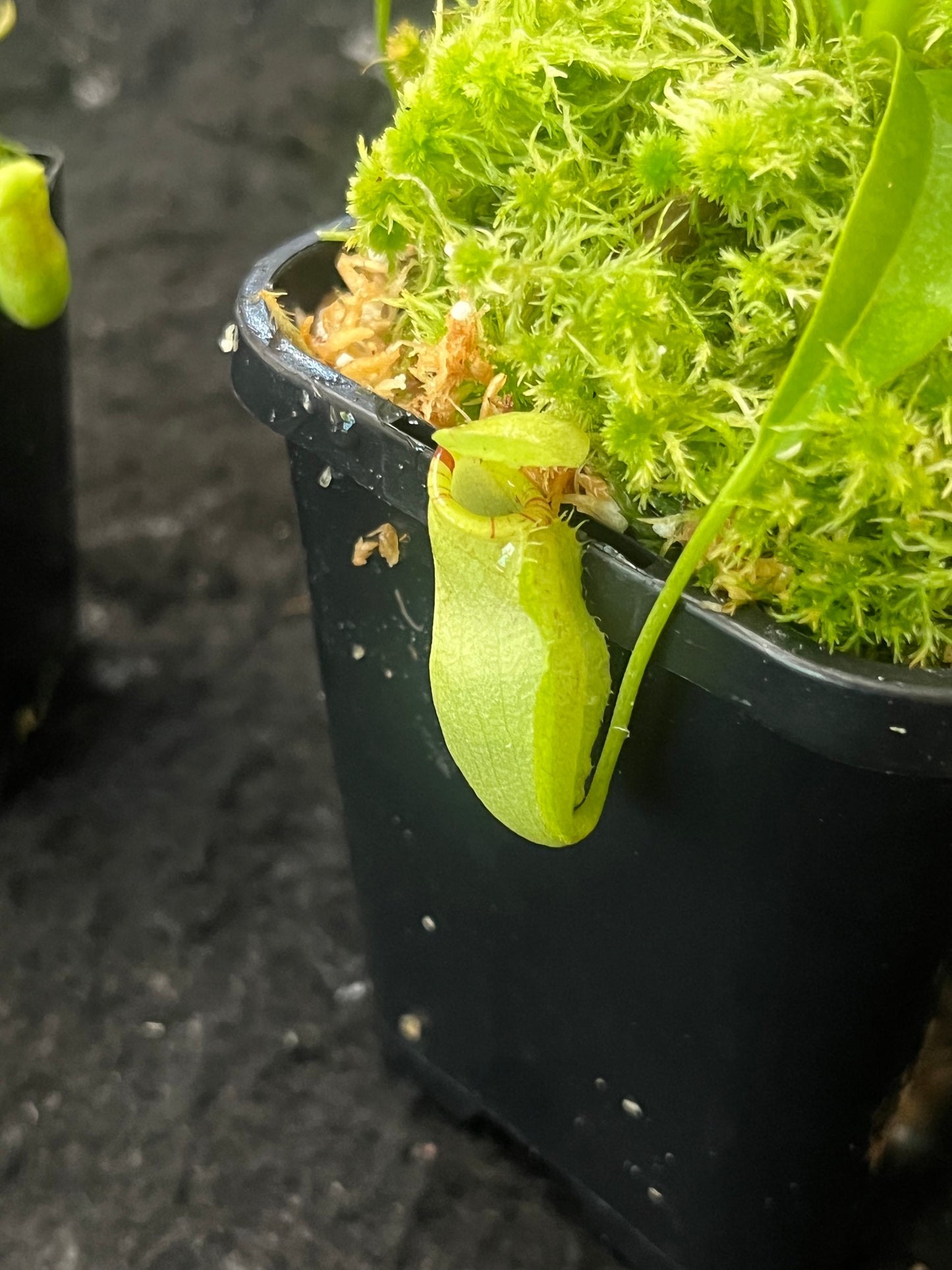 Nepenthes lavicola