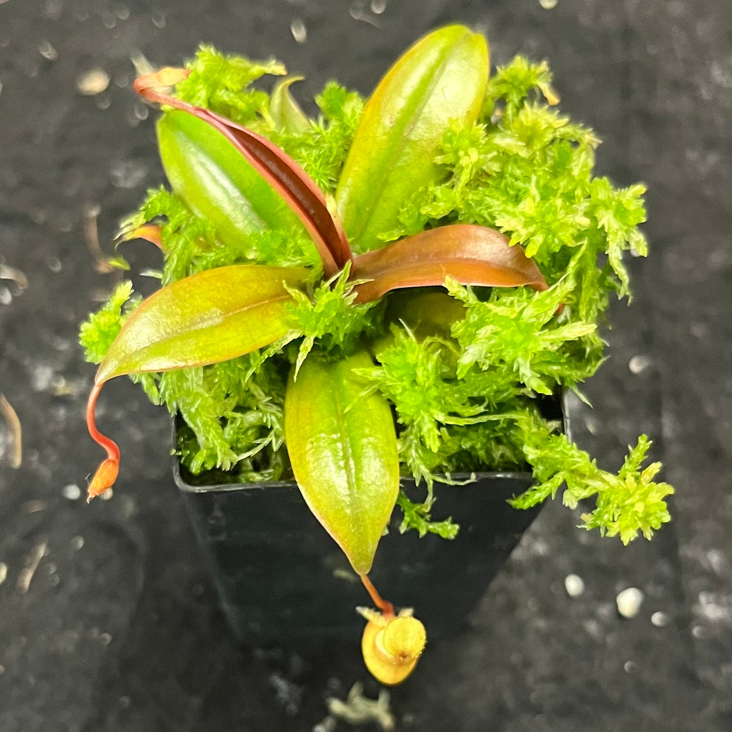 Nepenthes bellii