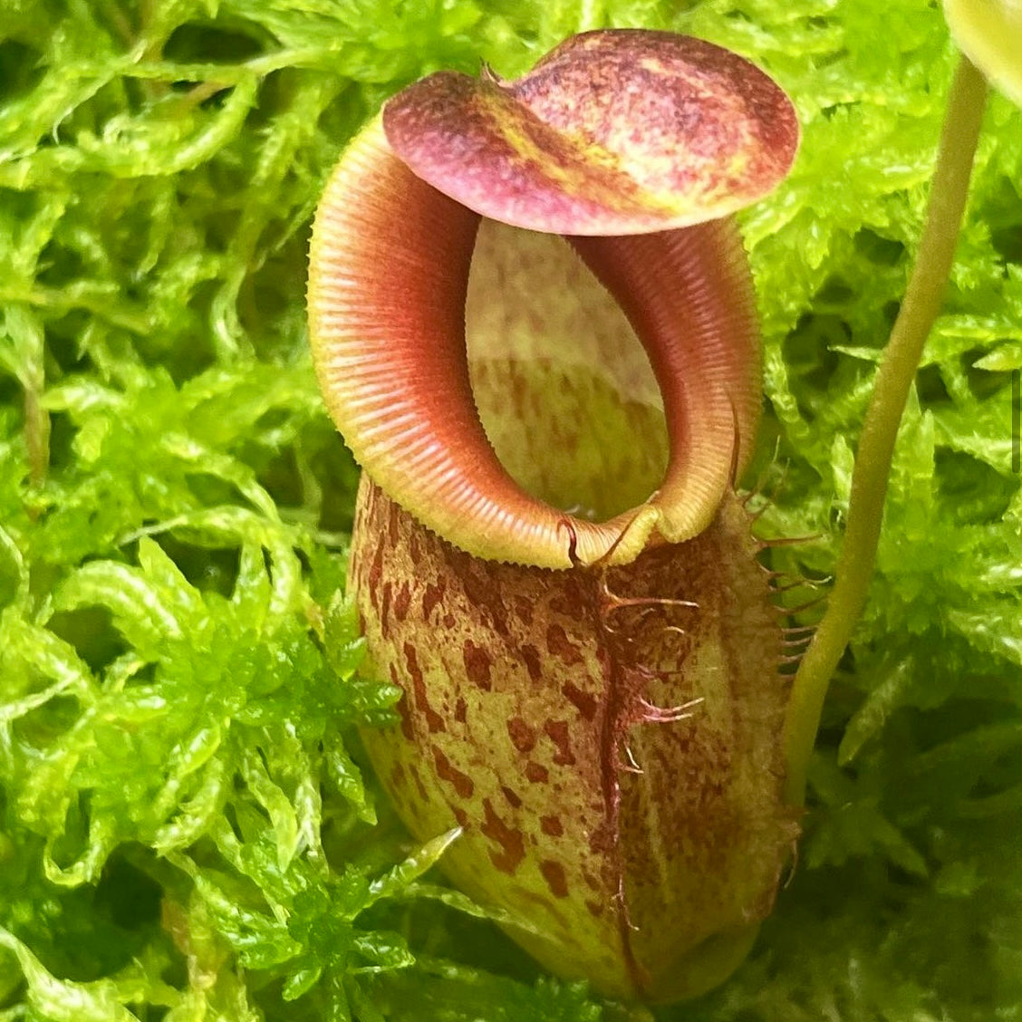 Nepenthes spathulata x tenuis