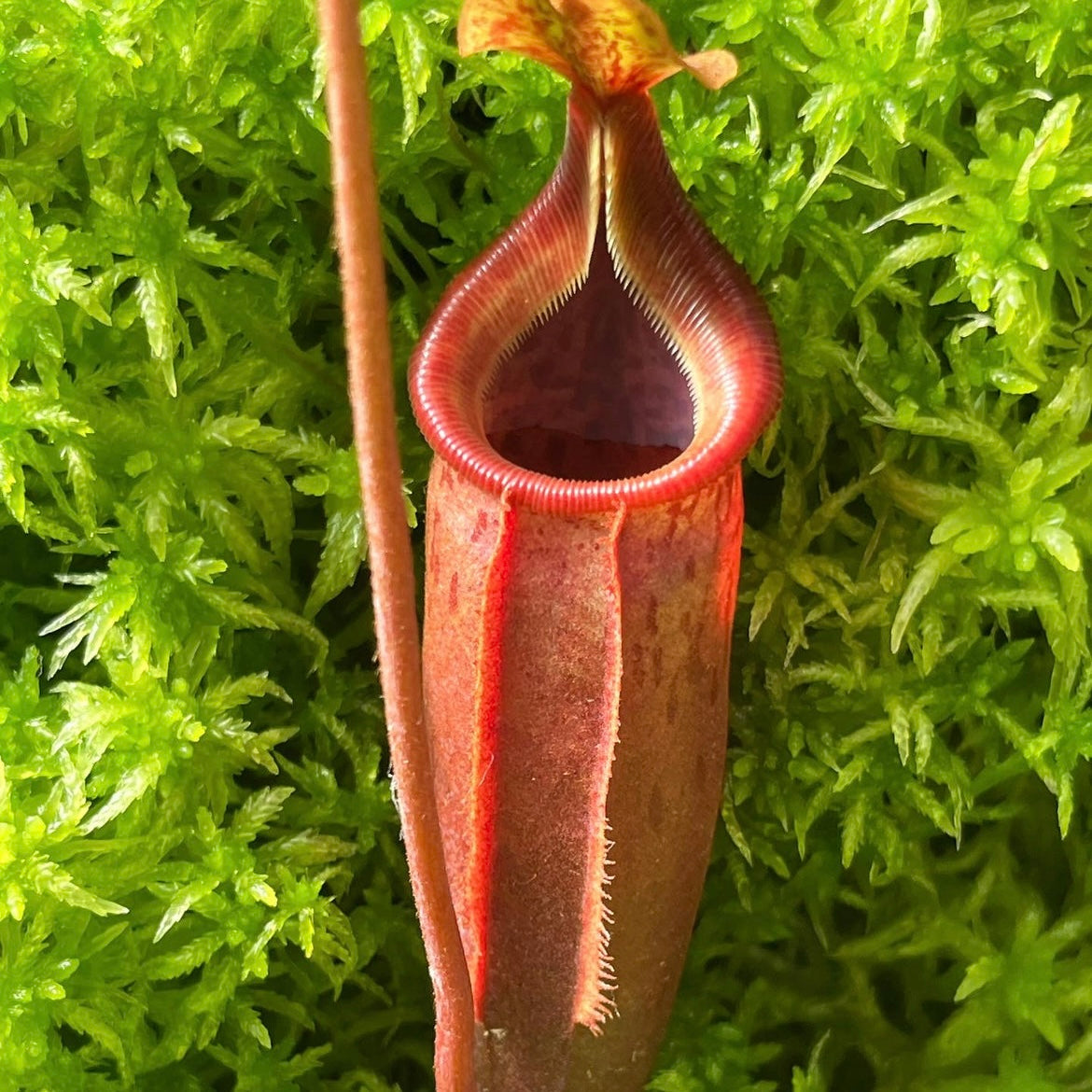 Nepenthes (veitchii x lowii) x mira BE-3910