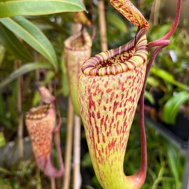 Nepenthes vogelii x ventricosa BE-4593