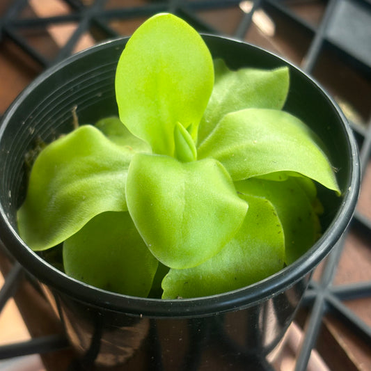 Pinguicula Tina