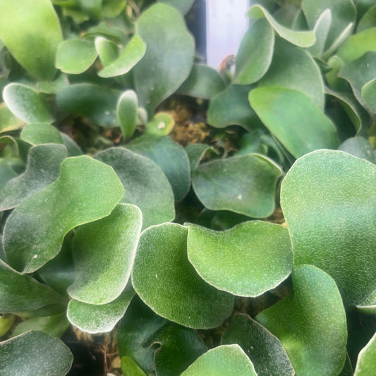 Platycerium blue Moon