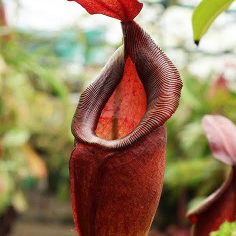 Nepenthes spathulata x dubia BE-3751