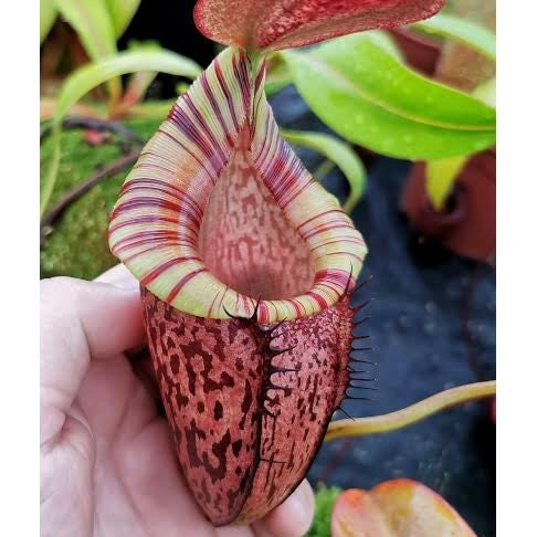 Nepenthes spectabilis x tenuis, BE-3884