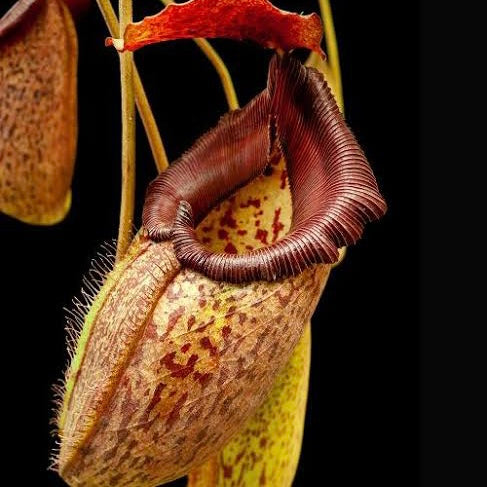 Nepenthes talangensis x robcantleyi BE-3497