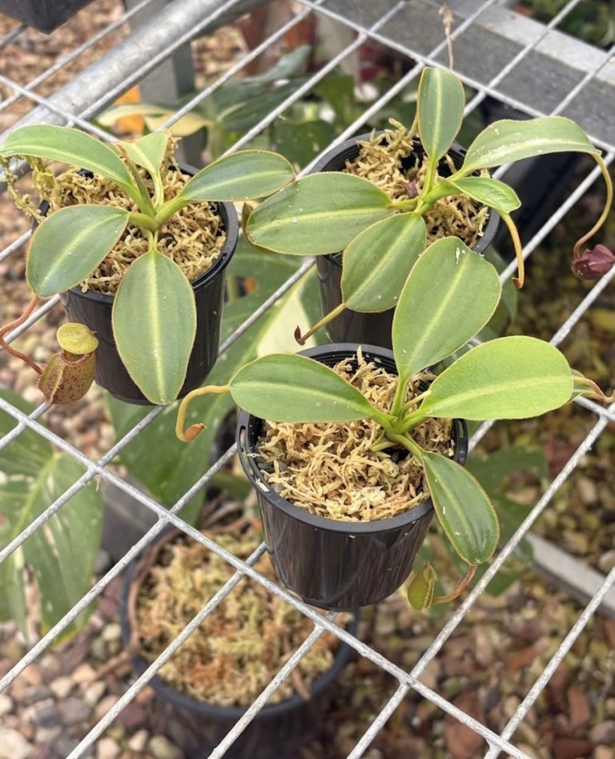 Nepenthes rajah x lowii BE-4502