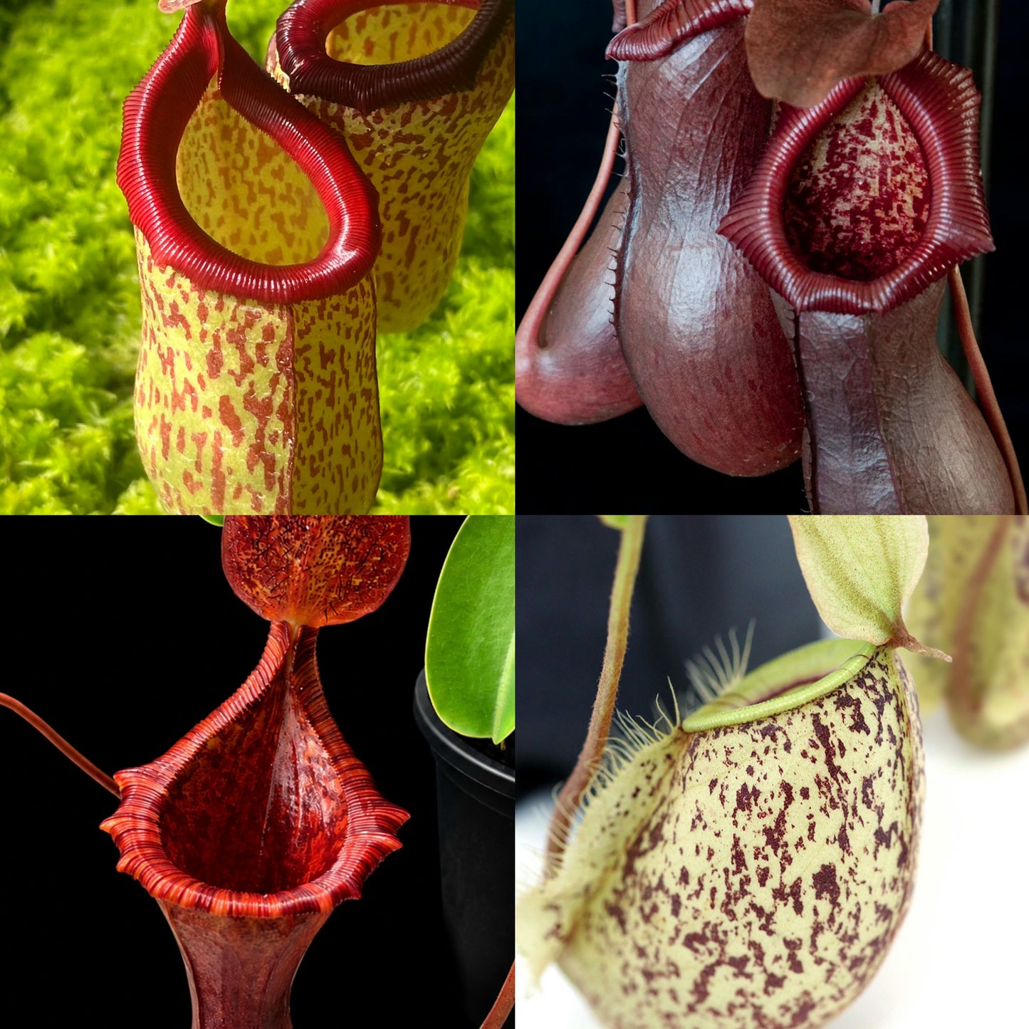 Nepenthes Bundle