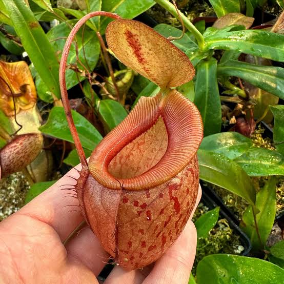 Nepenthes gymnamphora x tenuis
