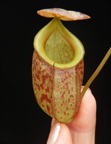 Nepenthes gymnamphora x tenuis