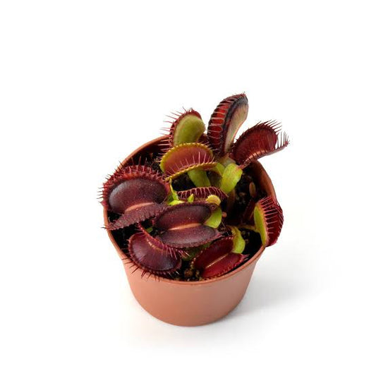 Dionaea muscipula quasar