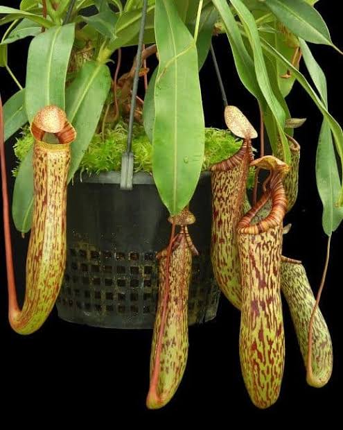 Nepenthes vogelii x ventricosa BE-4593