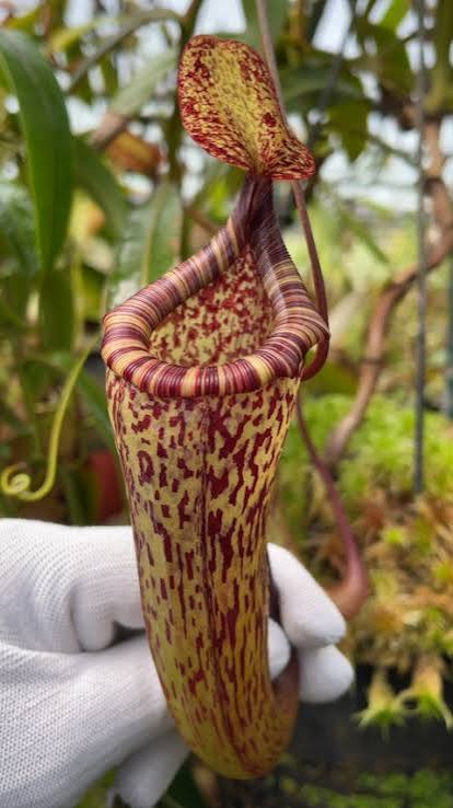 Nepenthes vogelii x ventricosa BE-4593
