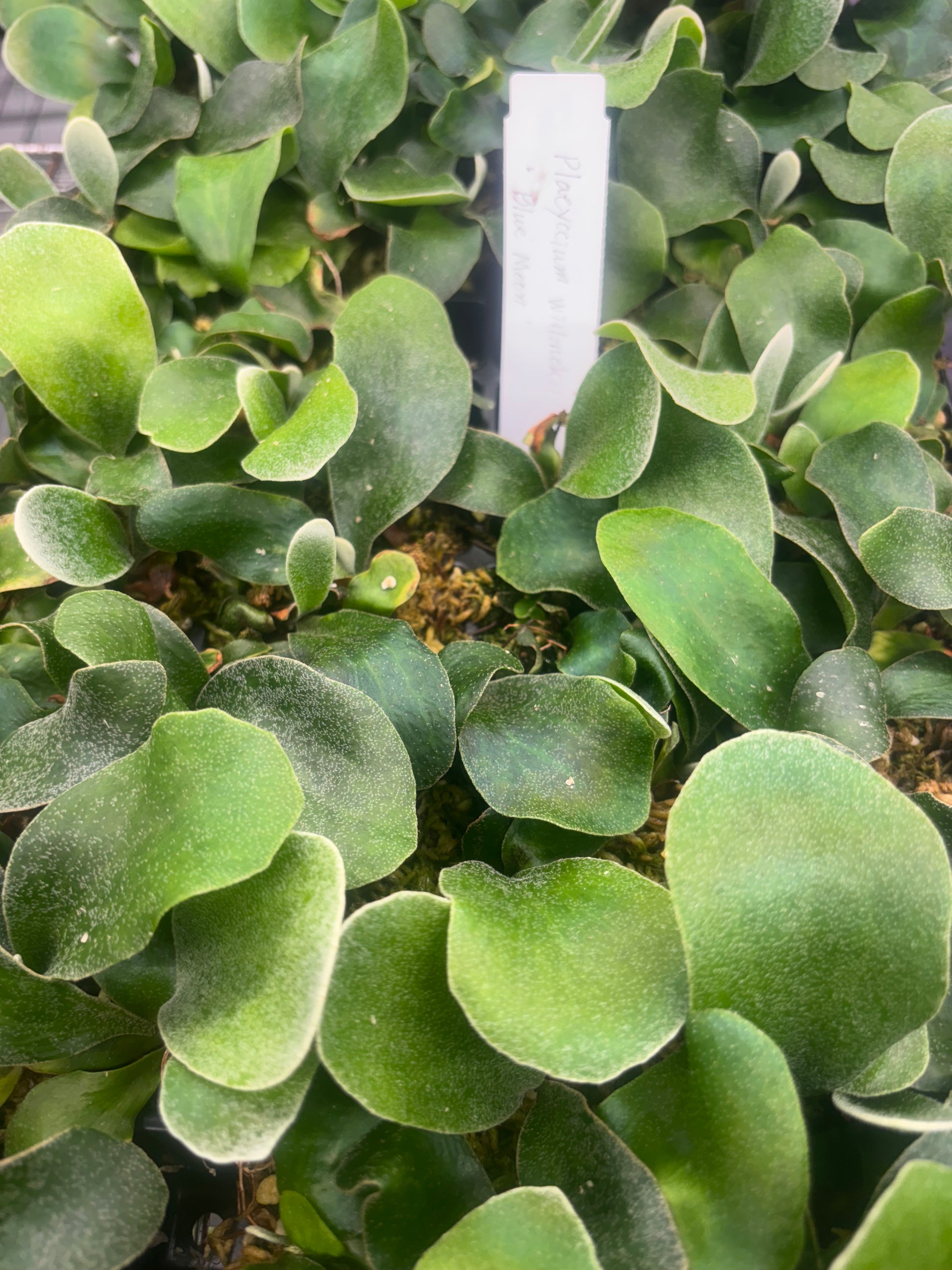 Moon Pitcher Platycerium blue Moon – Pitcher N' Moss