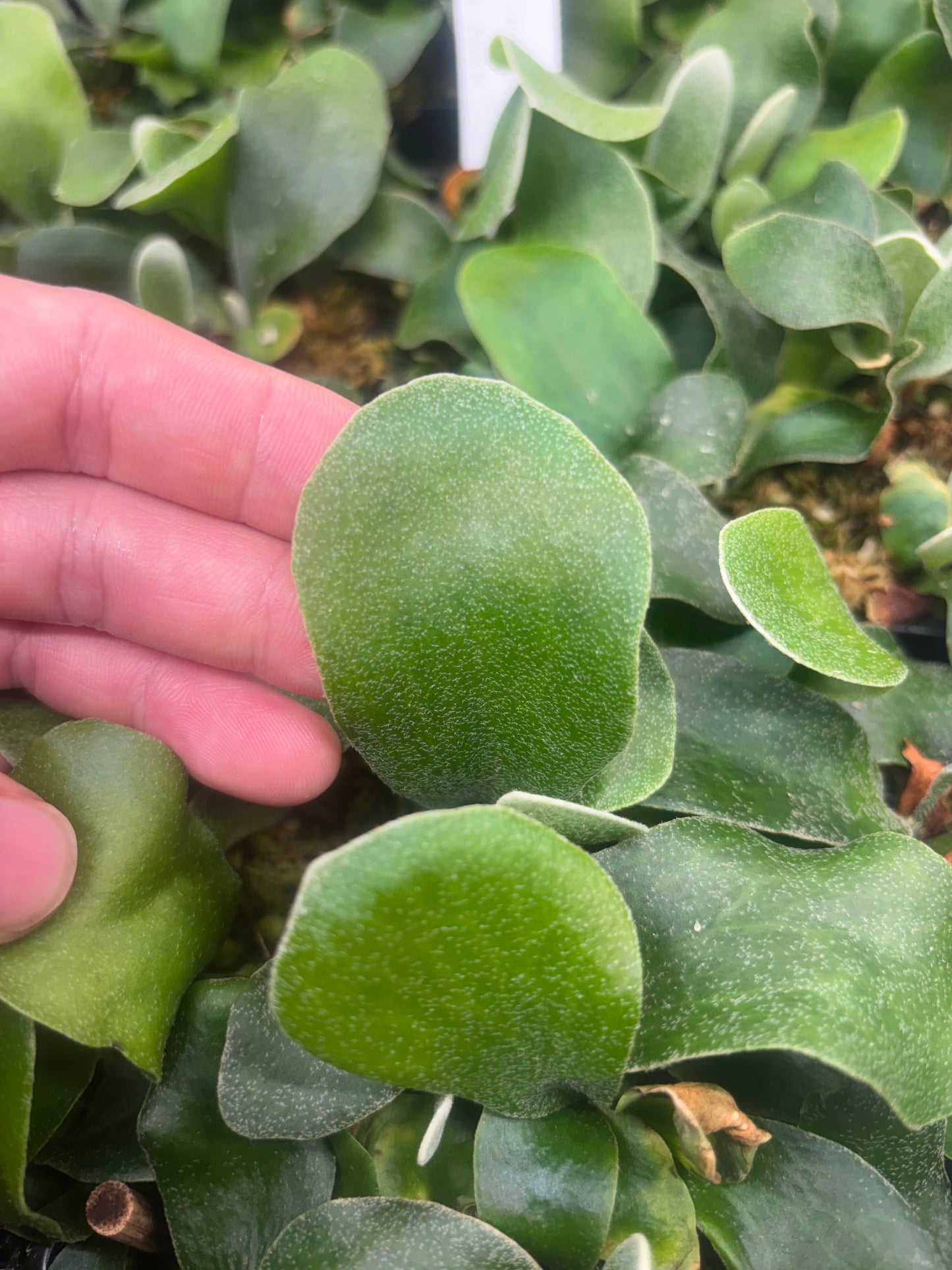 Platycerium blue Moon