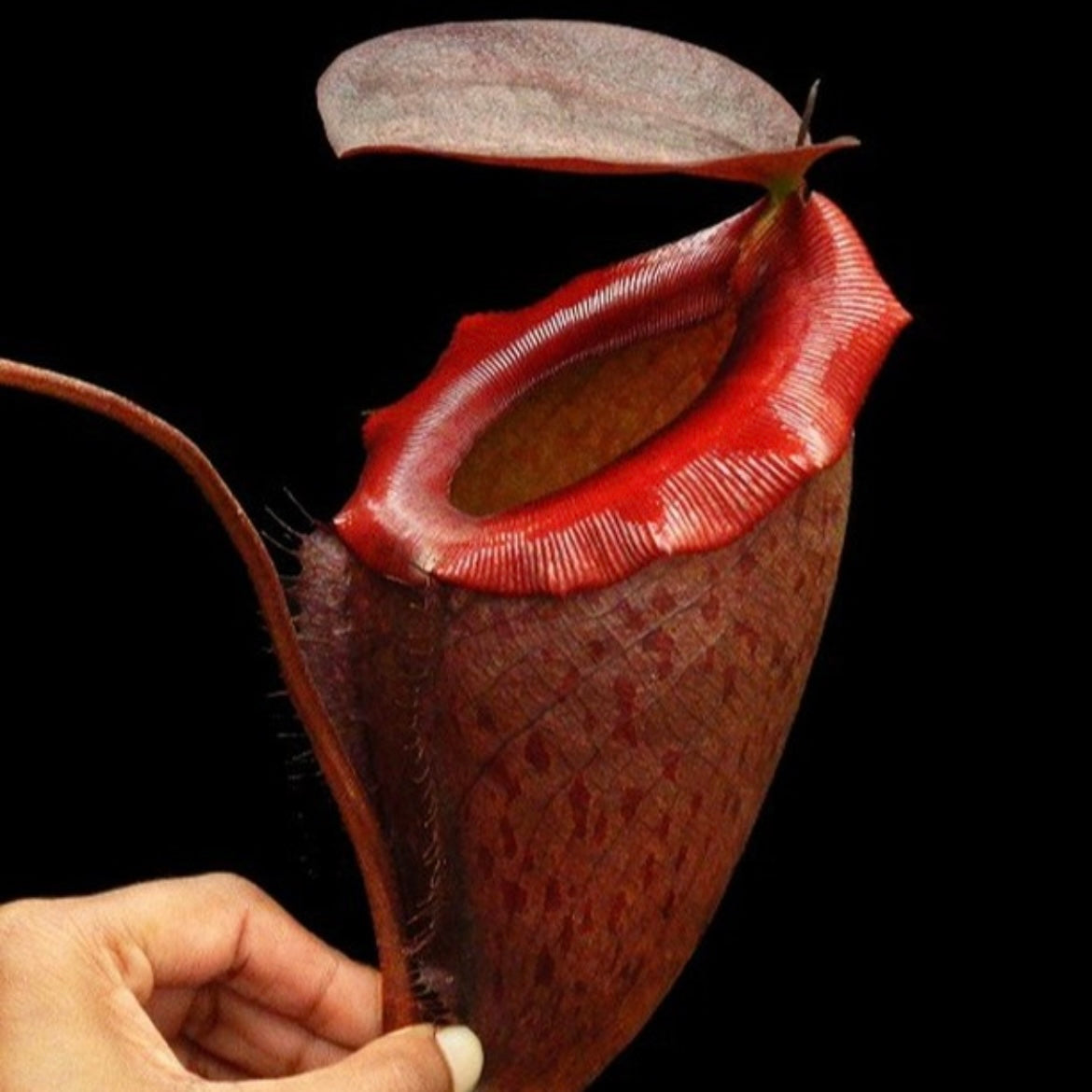 Nepenthes rajah x tenuis BE-4083