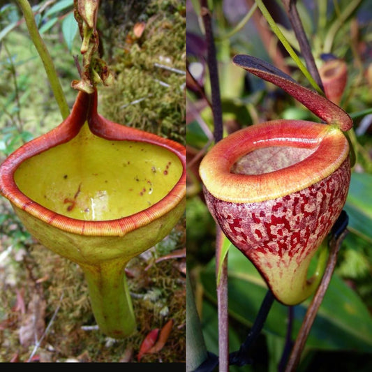 Nepenthes eymae x tenuis