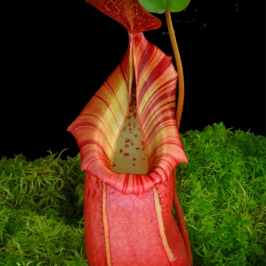 Nepenthes burkei x veitchii BE-4608