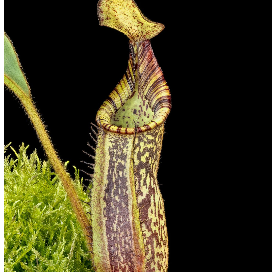 Nepenthes spectabilis x mollis Seed-grown