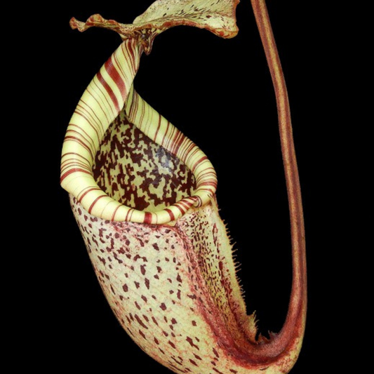 Nepenthes burbidgeae Pig Hill BE-3873