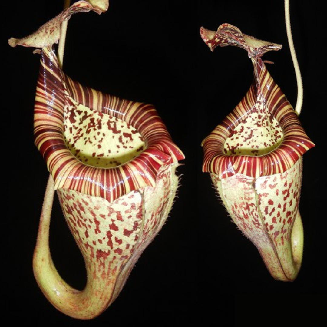 Nepenthes burbidgeae x platychila BE-3886