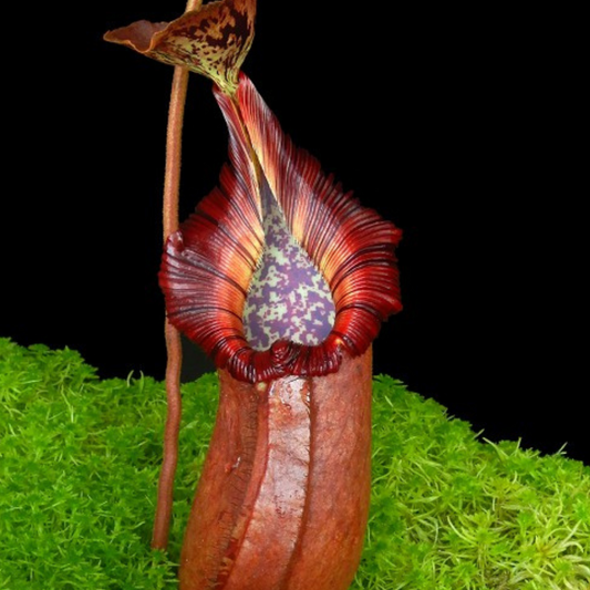 Nepenthes robcantleyi x (burbidgeae x edwardsiana) BE-4023