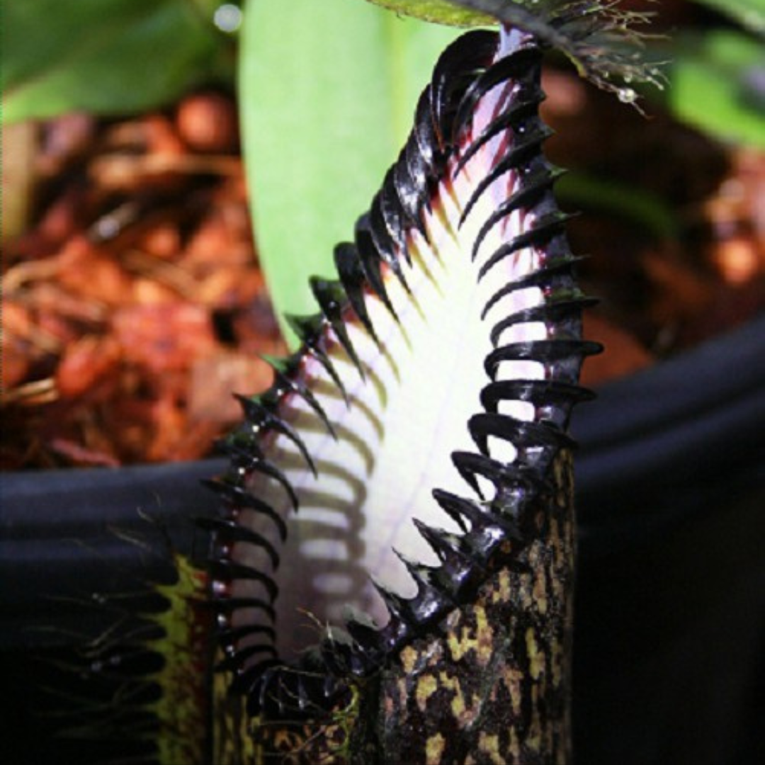 Nepenthes hamata BE-3380