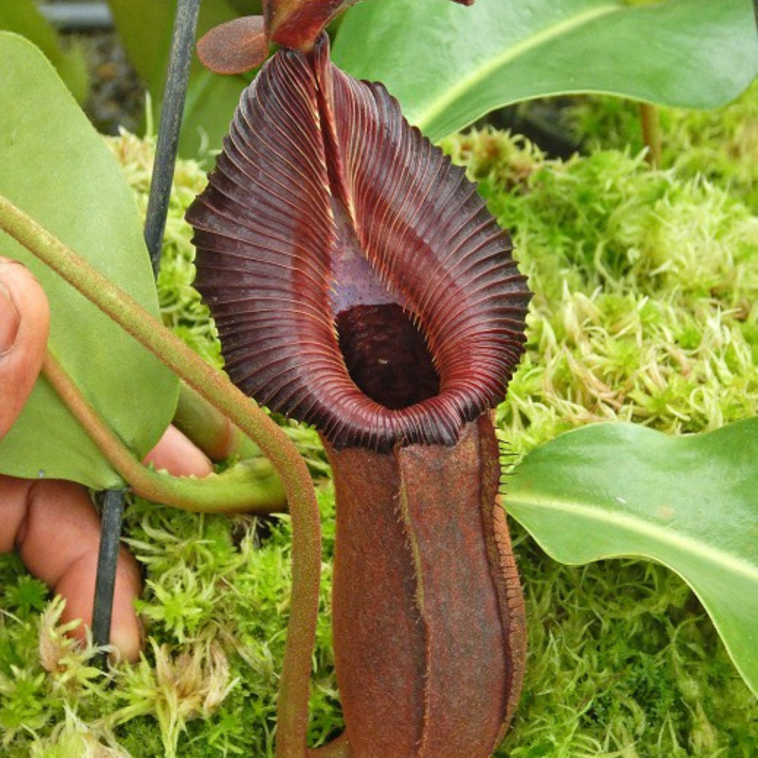 Nepenthes trusmadiensis x robcantleyi BE-4545