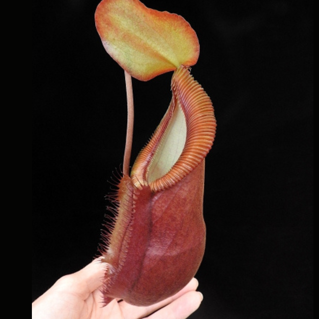 Nepenthes spathulata x diabolica BE-3983