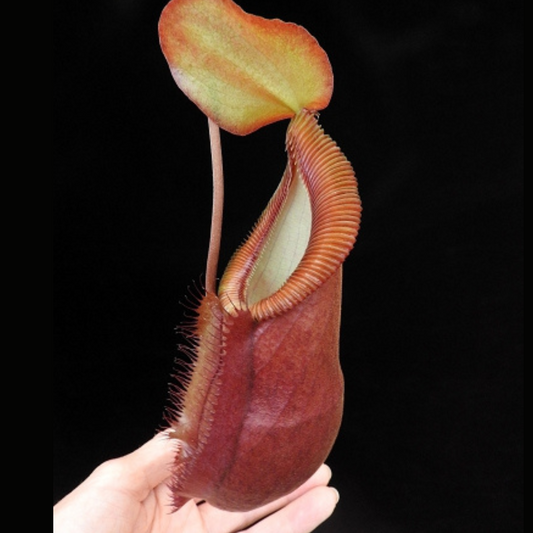 Nepenthes spathulata x diabolica BE-3983