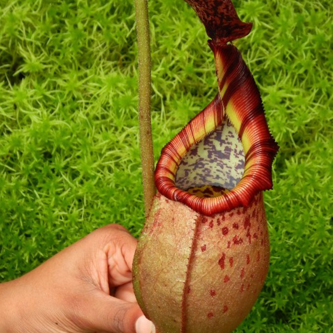 Nepenthes (veitchii x mira) x (burbidgeae x edwardsiana) BE-3992