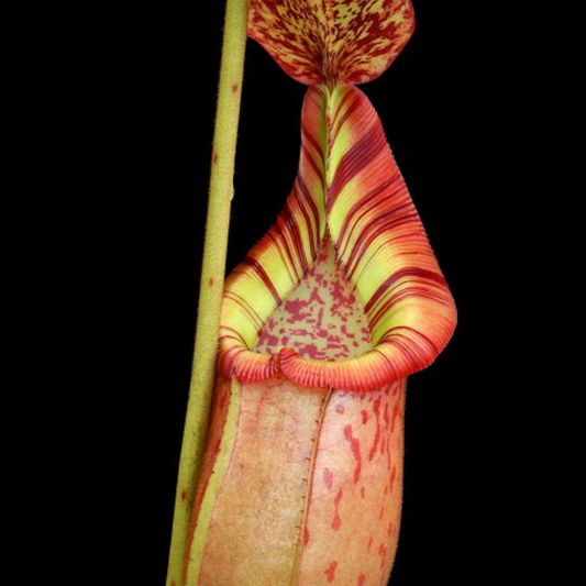 Nepenthes (veitchii x mira) x (burbidgeae x edwardsiana) BE-3992