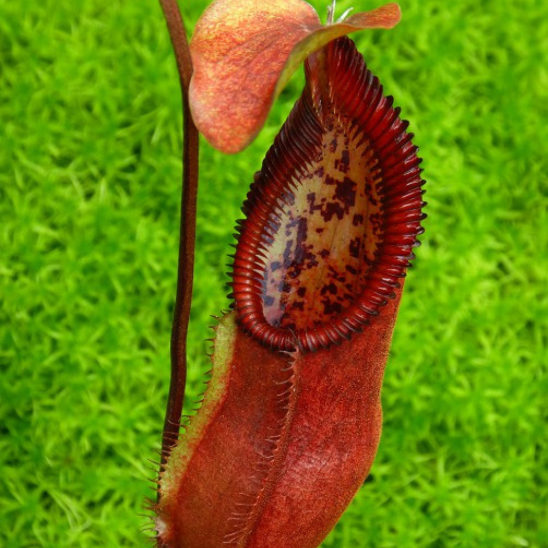 Nepenthes singalana x diabolica BE-3900