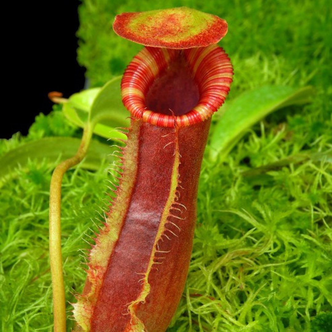 Nepenthes spathulata x lowii BE-4517