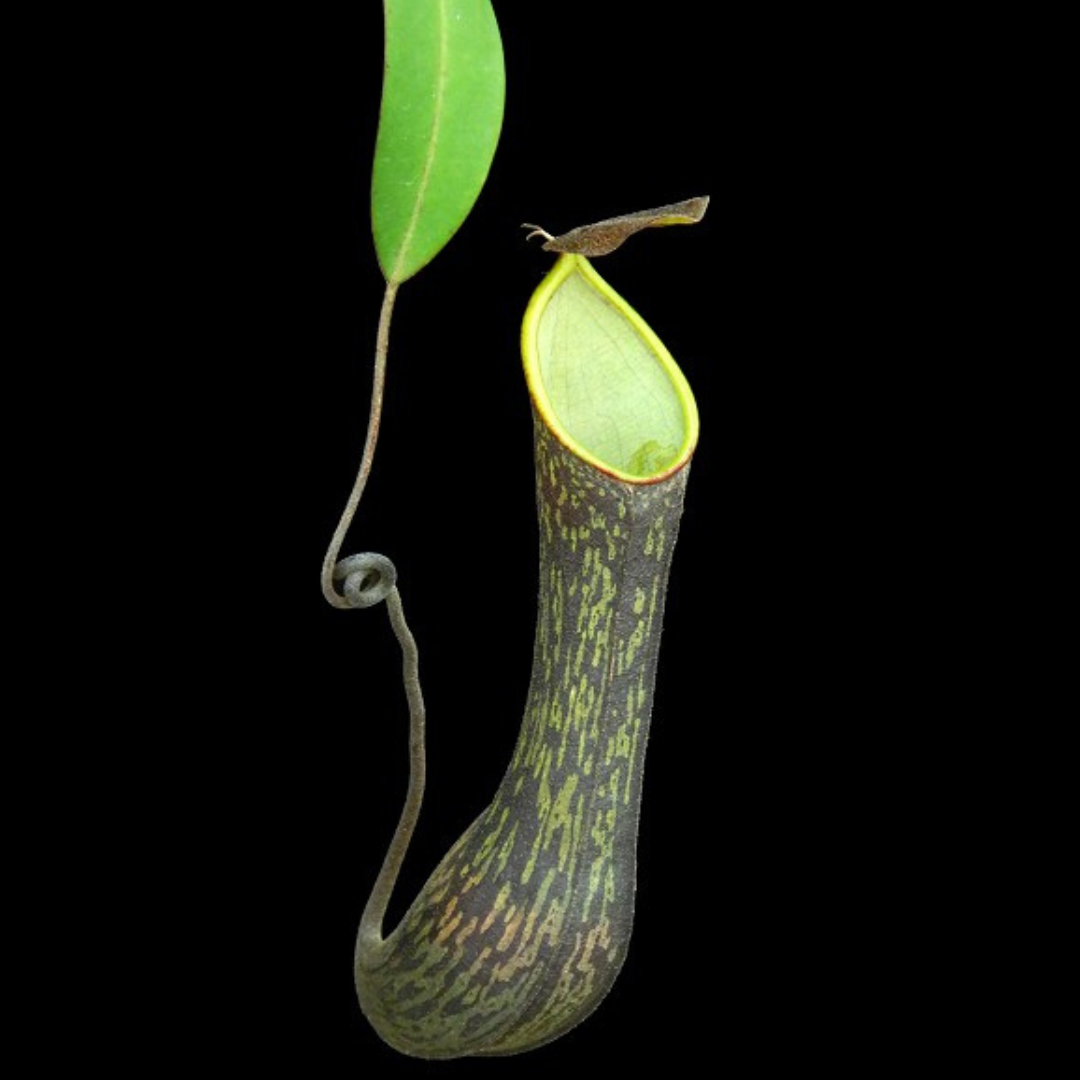 Nepenthes mikei Bandahara BE-3506