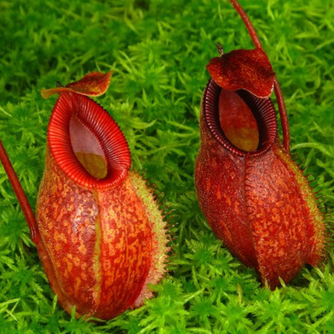 Nepenthes aristolochioides x diabolica BE-3898