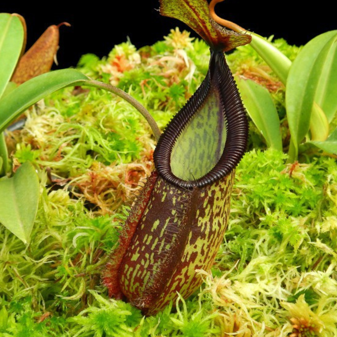 Nepenthes hamata x 'Lady Pauline' BE-4520