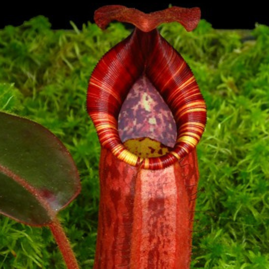 Nepenthes peltata x (veitchii x lowii) BE-4516