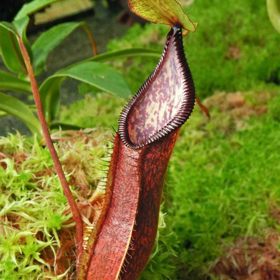 Nepenthes (singalana x hamata) x hamata BE-4576