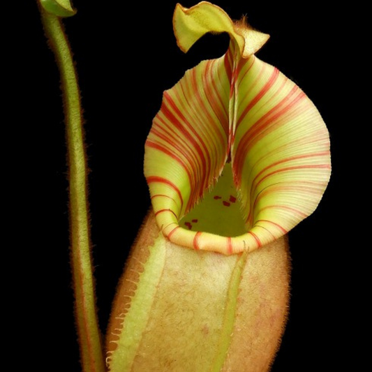 Nepenthes veitchii Bario BE-3734