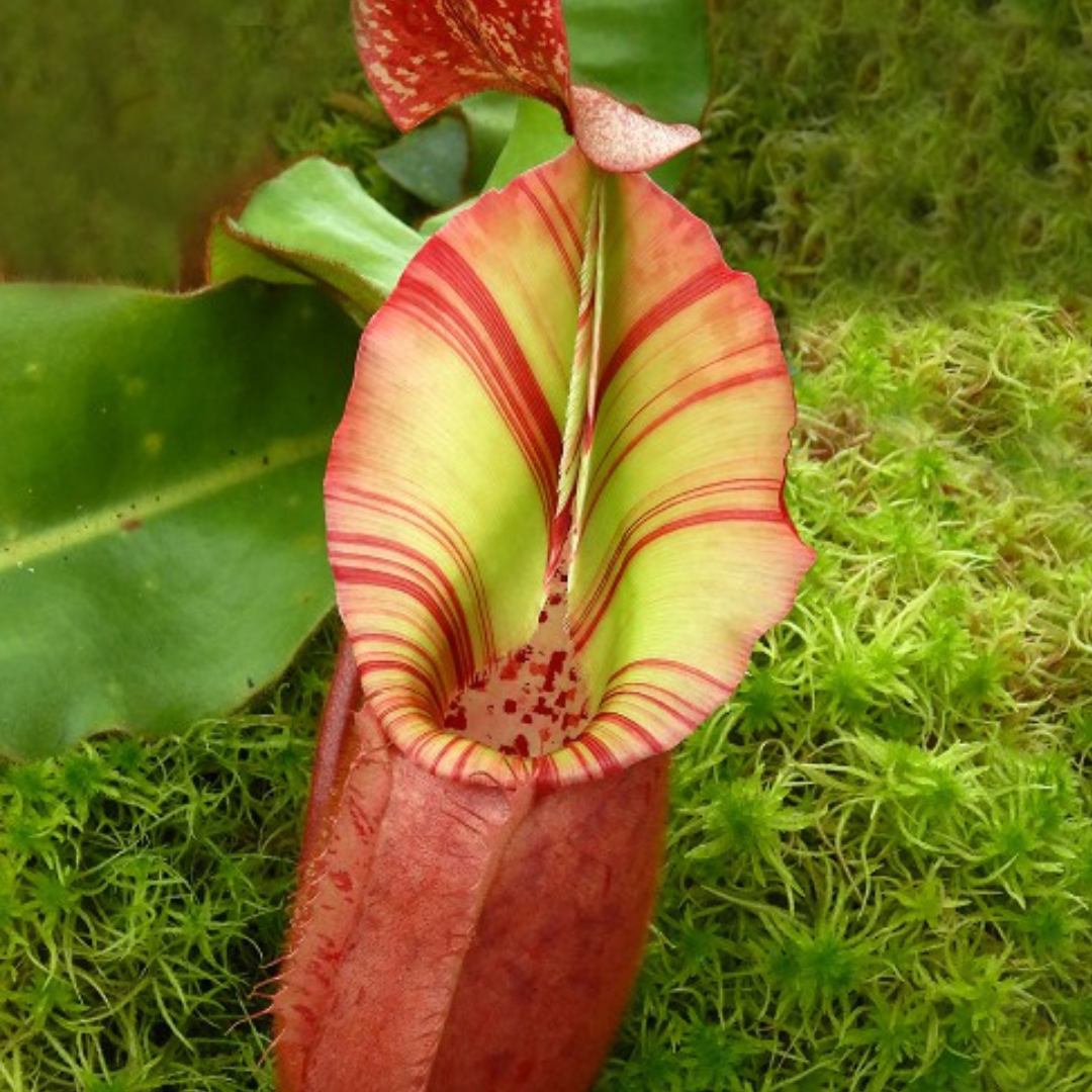 Nepenthes veitchii Bario BE-4033 – Pitcher N' Moss