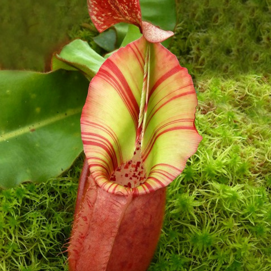 Nepenthes veitchii Bario BE-4033
