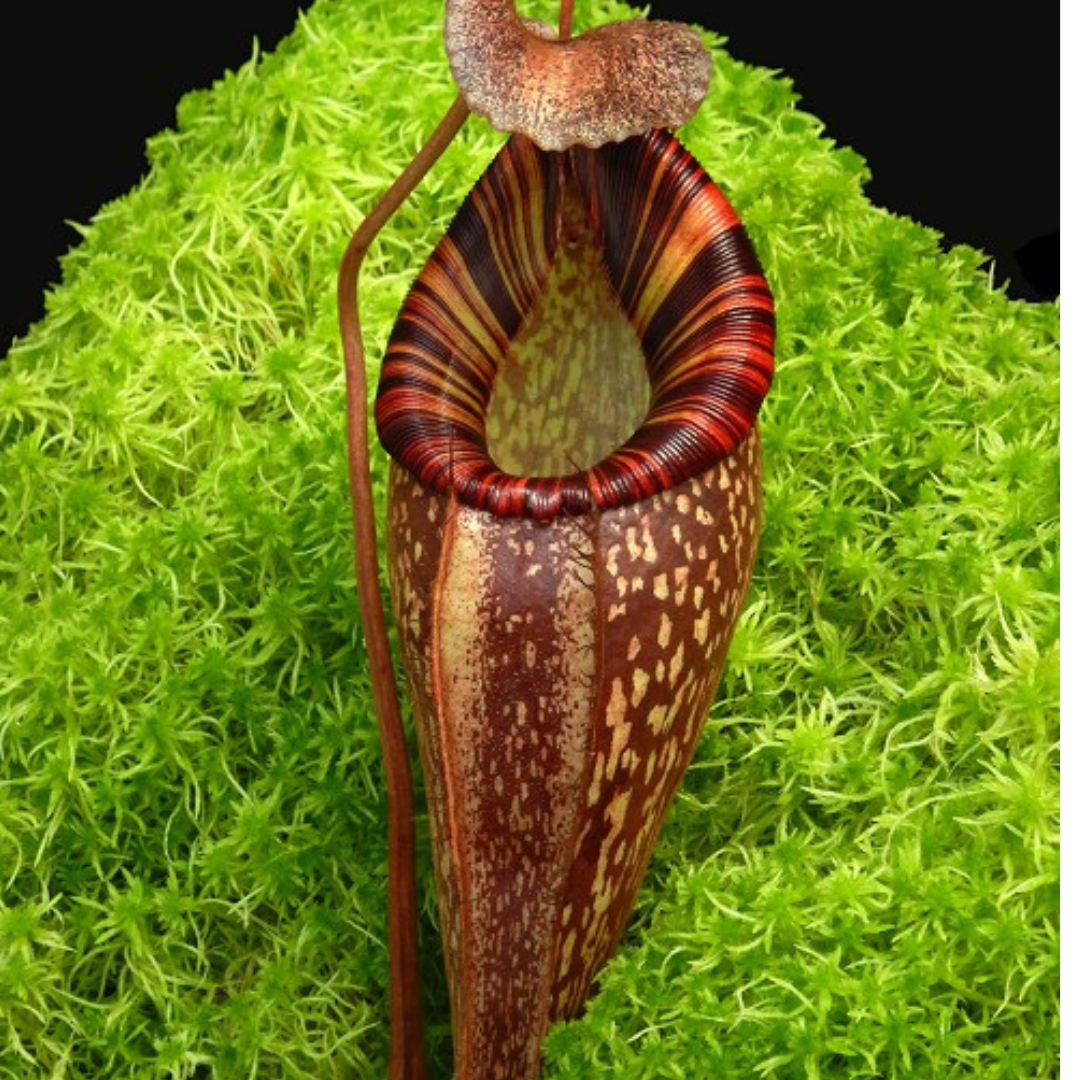 Nepenthes talangensis x spectabilis BE-4063