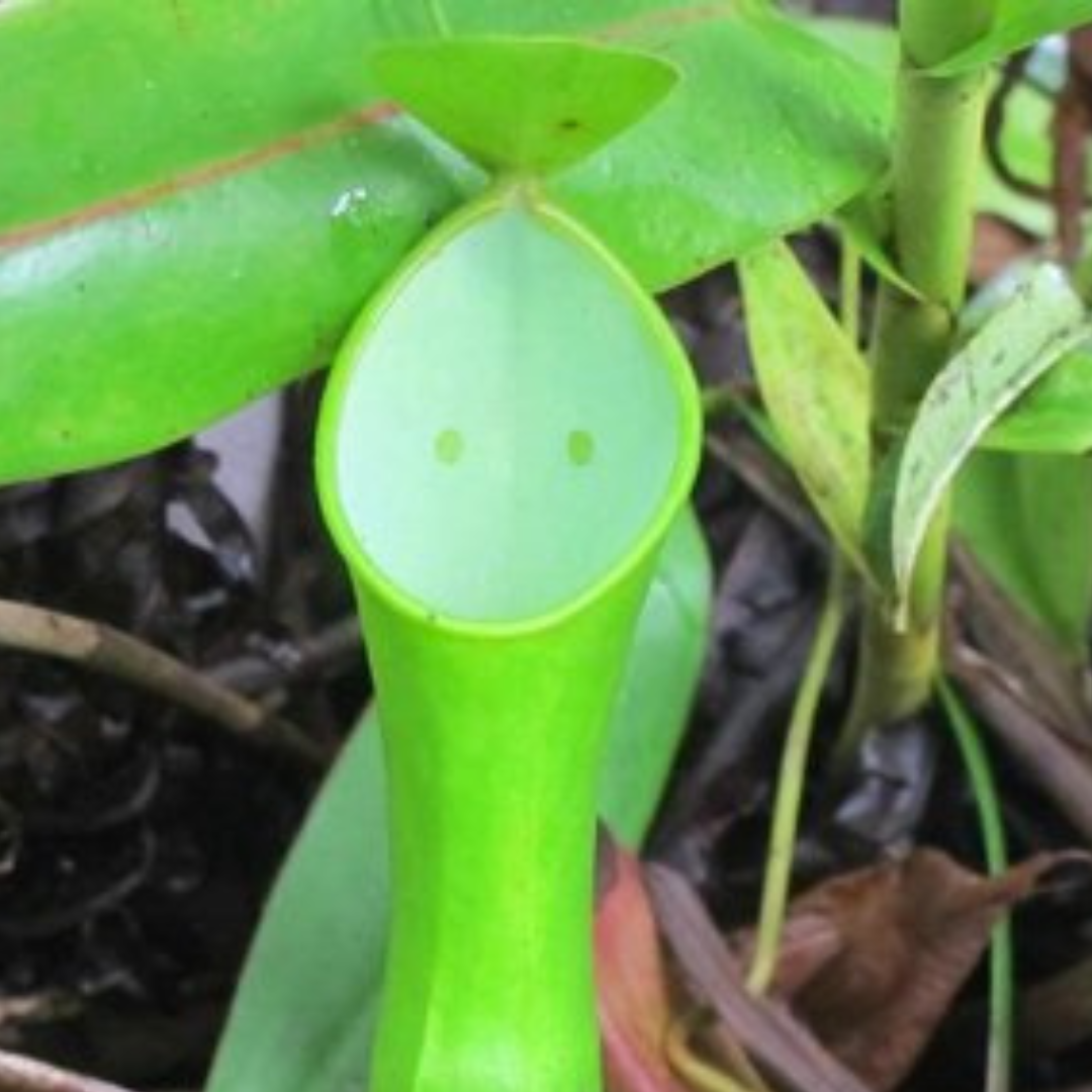 Nepenthes reinwardtiana