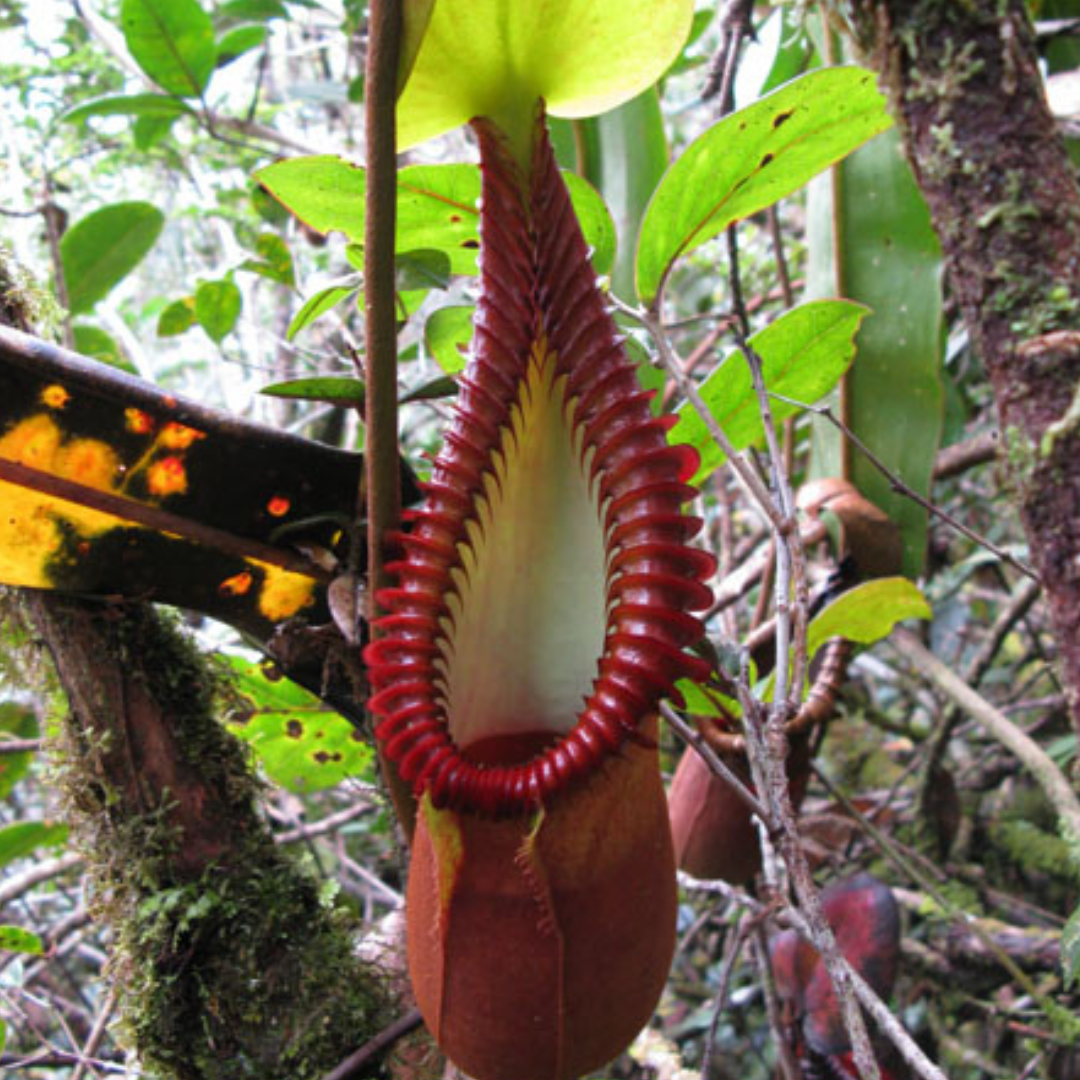 Nepenthes macrophyla