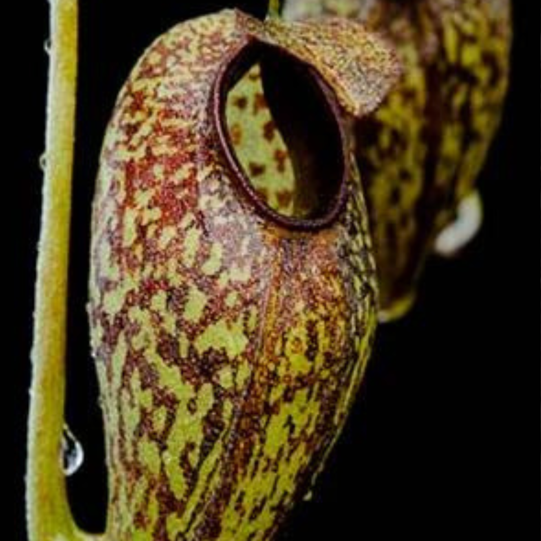 Nepenthes aristolochioides