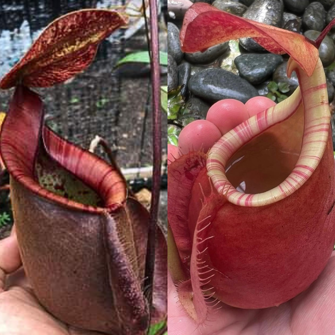 Nepenthes [(viking x hookeriana) x (kuching x viking)] x (viking x bicalcarata) SG