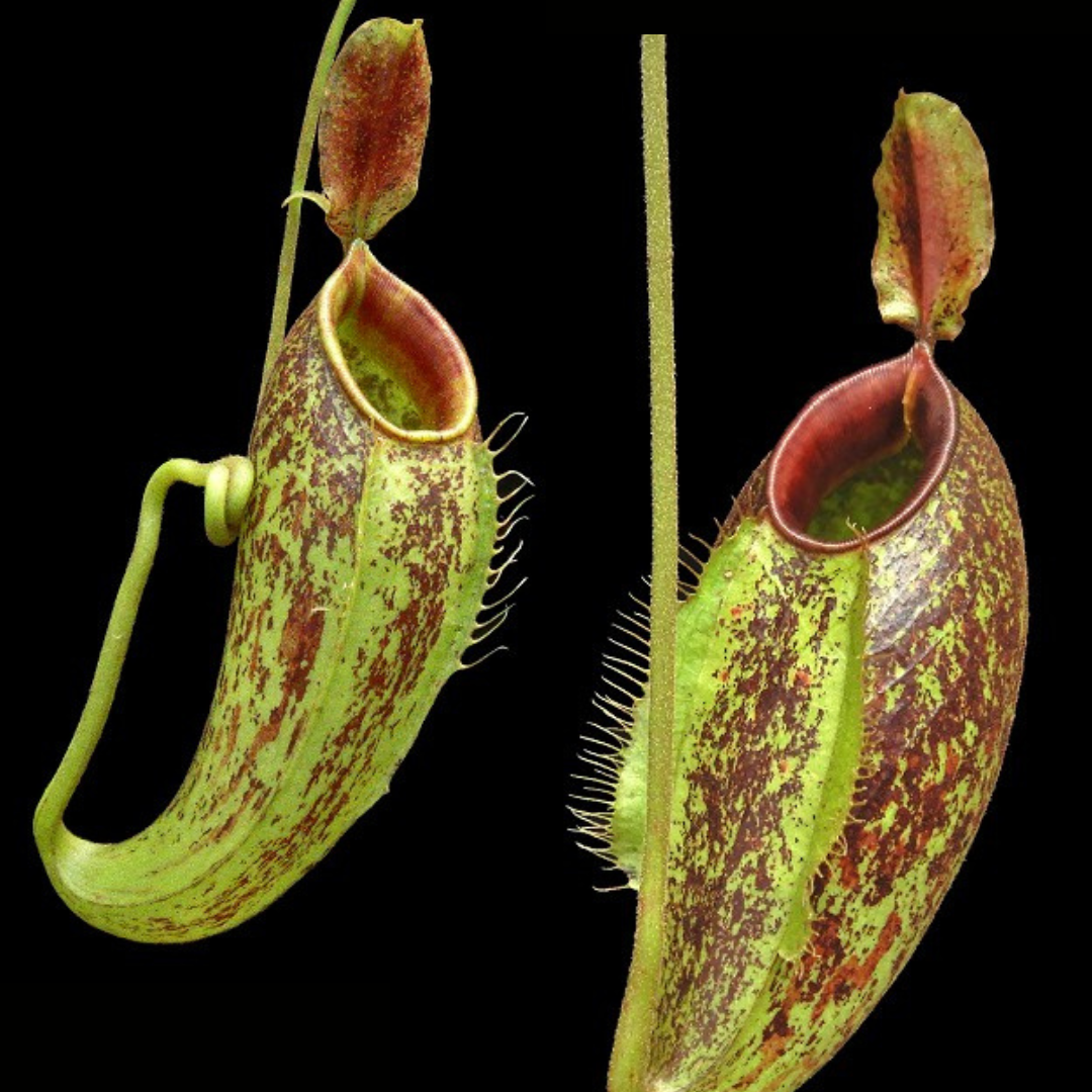 Nepenthes ampullaria x aristolochioides BE-3658