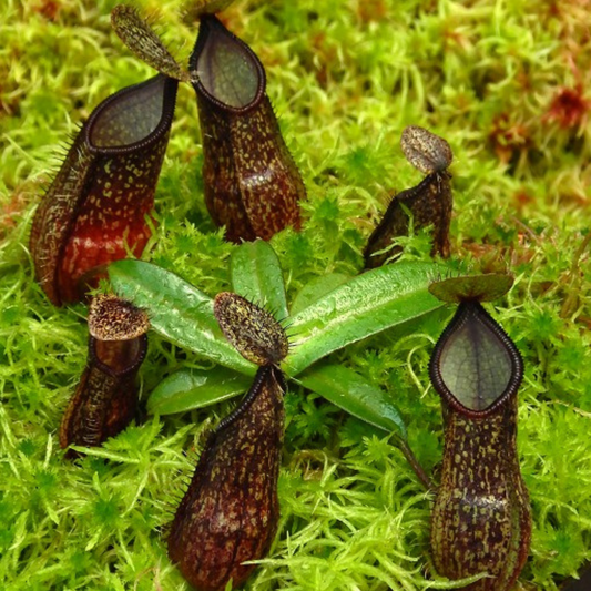 Nepenthes nigra BE-4607