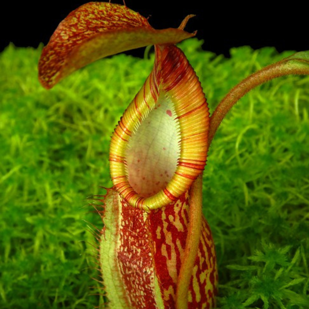 Nepenthes spectabilis x hamata BE-3871